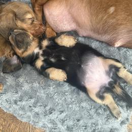 Dachshund Puppies from Magic Eagle Miniature Dachshunds
