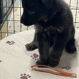 Boy 2 - Black male German Shepherd puppy in Council Bluffs, Iowa from Von Skvely' Haus