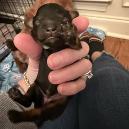 Green Collar - Black and tan female Cavapoo puppy in Flowery Branch, Georgia from Hannah's Pups
