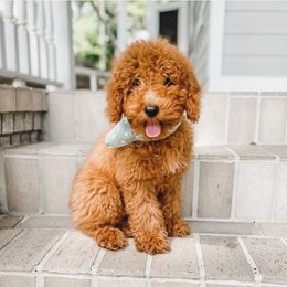 Bernedoodle, Goldendoodle, and Poodle Puppies from Florida Pumpkadoodles