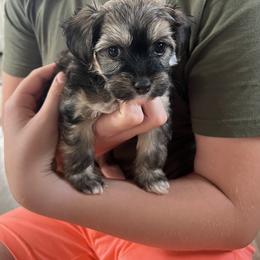 Teddy Bear - Sable male Chinese Crested puppy in Springfield, Oregon from Rose’s Chinese Cresteds