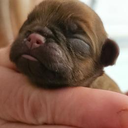 Little girl 1 - Brown female Brussels Griffon puppy in Welch, Minnesota from Baringer Brussels
