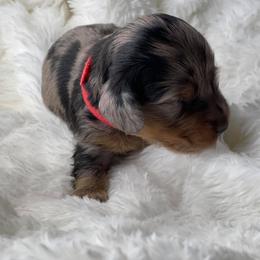 Dachshund Puppies from Hart Dachshunds