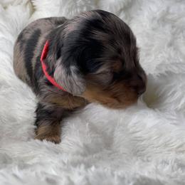 Dachshund Puppies from Hart Dachshunds