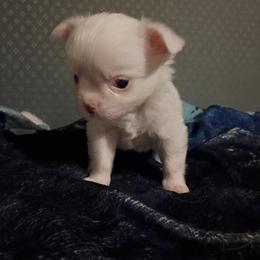 Oliver - White male Chihuahua puppy in Federalsburg, Maryland from Mobley Chihuahuas