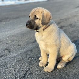 Anatolian Shepherd Dog Puppies from Wild Rooster Family Farm