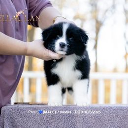 PAXIL - Black and white male Border Collie puppy in Bryantown, Maryland from Bellaclan Border Collies
