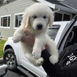 BOY 3 - Light golden male Golden Retriever puppy in Marysville, Washington from Alpine Valley Ranch-European English Cream Golden Retriever