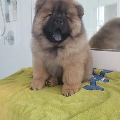 Chow Chow Puppies from Naiman Chow Chows