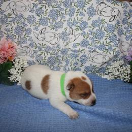Shane - Red speckled male Australian Cattle Dog puppy in Casa Grande, Arizona from Sonoran Dogz