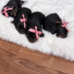 American Bully, French Bulldog, and Yorkshire Terrier Puppies from The Dog House