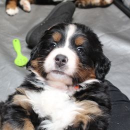 Bernese Mountain Dog Puppies from Baby Bear Bernese Kennel