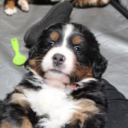 Bernese Mountain Dog Puppies from Baby Bear Bernese Kennel