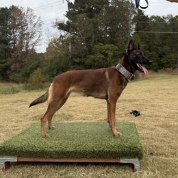 Danja - Belgian Malinois