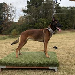 Danja - Belgian Malinois