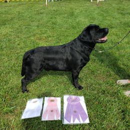 Hank - Labrador Retriever