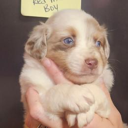 Rosie Boy 1 - Red merle male Miniature Australian Shepherd puppy in Hampton, Tennessee from TC Farms Stock Dogs - Miniature Australian Shepherds