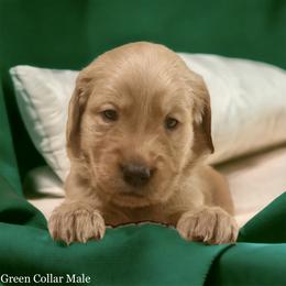 Golden Retriever Puppies from Studley Hill Goldens, LLC.