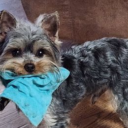 Yorkshire Terriers from Nana's Yorkie Crew