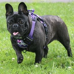 French Bulldogs from Drea's French Bulldogs