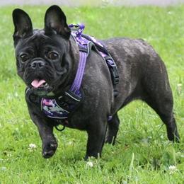 French Bulldogs from Drea's French Bulldogs