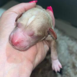 Boy 4 - Apricot male Poodle puppy in Calimesa, California from Teakwoodpoodleofsocal