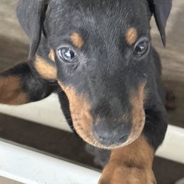 Boy 9 (brown collar) - Black and rust male Doberman Pinscher puppy in Elgin, Texas from New Horizons Kennels