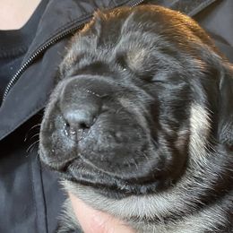 Boy 1 - Cane Corso puppy in Olympia, Washington from Loch and Spruce Cane Corso