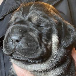Boy 1 - Cane Corso puppy in Olympia, Washington from Loch and Spruce Cane Corso