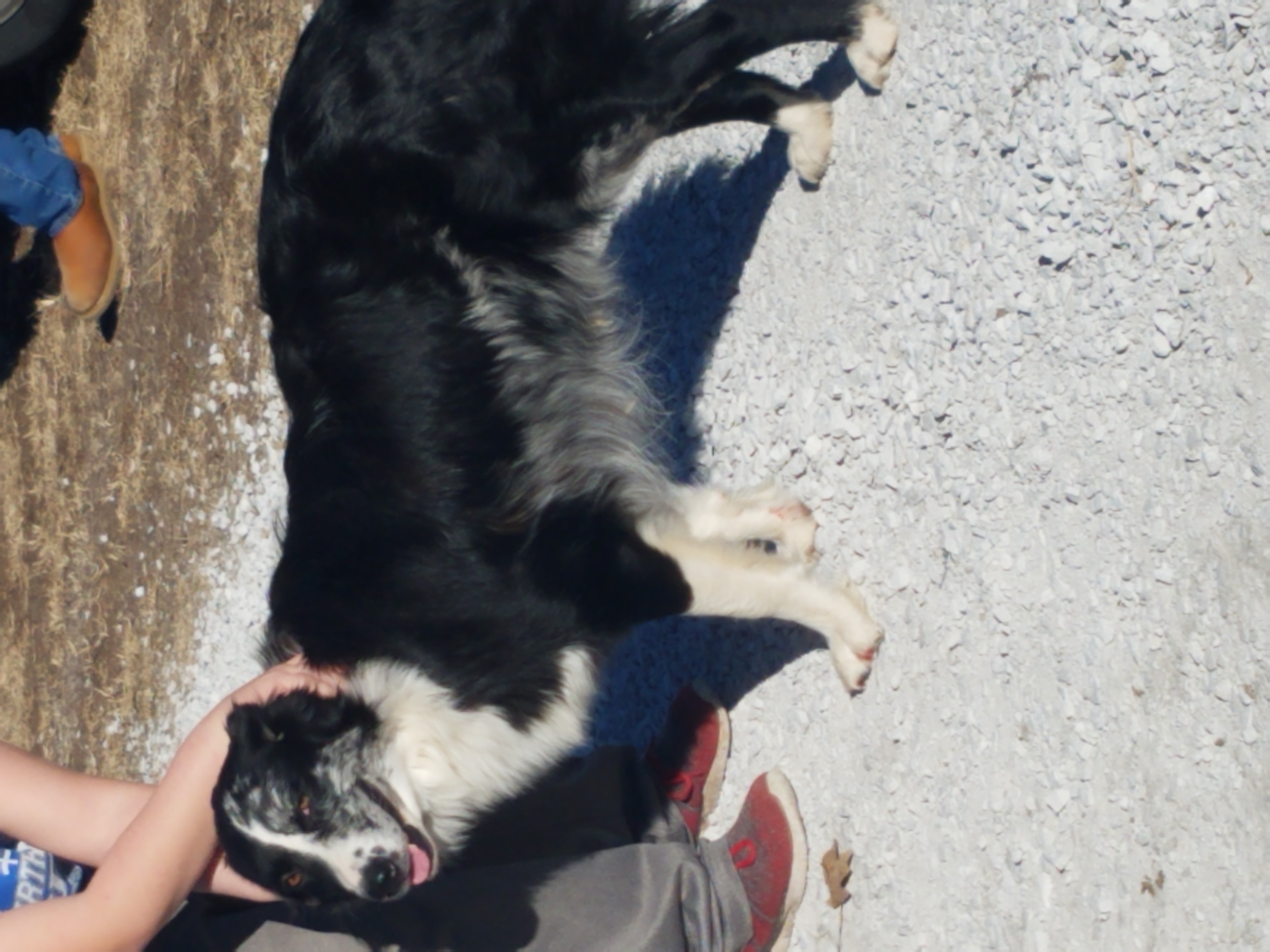 Bridget - Australian Shepherd
