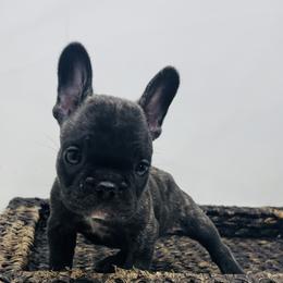Coal - Brindle male French Bulldog puppy in Amarillo, Texas from Bomb City Bulldogs