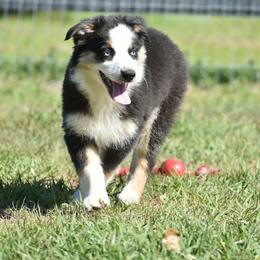 Neddie - Black tri-color female Australian Shepherd puppy in Oak Hill, Florida from Swingin T Ranch LLC