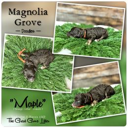 Maple - Orange Collar - female Australian Mountain Doodle puppy in Oxford, Alabama from Magnolia Grove Doodles