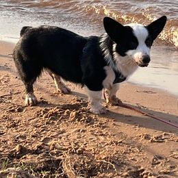 Cookie - American Corgi