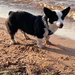 Cookie - American Corgi