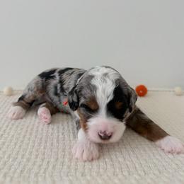 Thunder - Merle male Bernedoodle puppy in Apache Junction, Arizona from Coffey House Doodles
