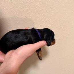 Purple - Black and tan female Dachshund puppy in Modesto, California from Once Upon a Mini Dachshund