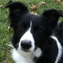 Candy - Border Collie