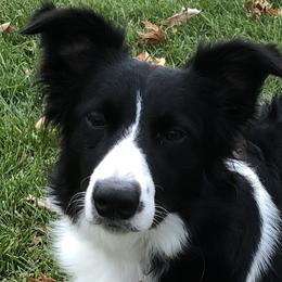 Candy - Border Collie