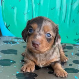 Smores - Dapple male Dachshund puppy in Hawley, Texas from Foxy’s Dachshunds & Toy Aussies