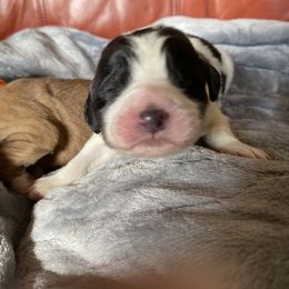 Boy 3 - Parti Pyredoodle puppy in Pleasant Plains, Arkansas from Sweet Dixie Doodles