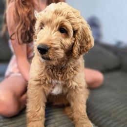 Captain EO - Red male Labradoodle puppy in Lansing, North Carolina from Murphy Manor Mountain Doodles