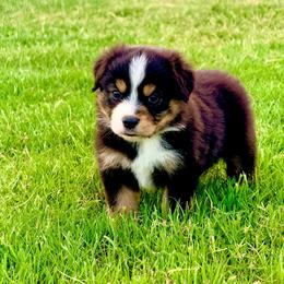 Rain - Black tri-color female Australian Shepherd puppy in Mineral Wells, Texas from A6 Australian Shepards