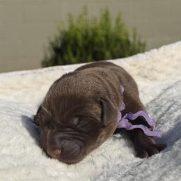 Purple - Chocolate female Labrador Retriever puppy in Gainesville, Georgia from Rucker Retrievers