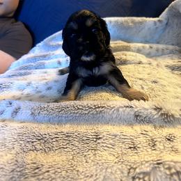 Tri - Black white and tan male Cocker Spaniel puppy in Columbia, South Carolina from Fleur de Lis Cockers- Cuchna Cockers