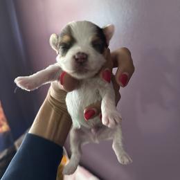 Extreme white - Parti male Yorkshire Terrier puppy in Ohio from Britt n Cindys Yorkshire Terriers