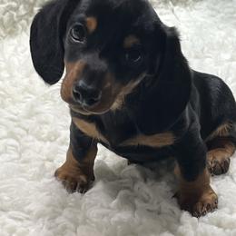 Sweetie Pie - Black and tan female Dachshund puppy in Council Hill, Oklahoma from Rocky Springs Ranch