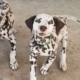 Dallas - White and liver brown male Dalmatian puppy in Lockhart, Texas from Haus of Dals