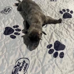 Tiger - Blue brindle male Whippet puppy in Fort Myers, Florida from Rainbow Whippets