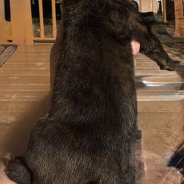 Nutella - Brindle male Great Dane puppy in Wellsville, New York from Prophecy Danes